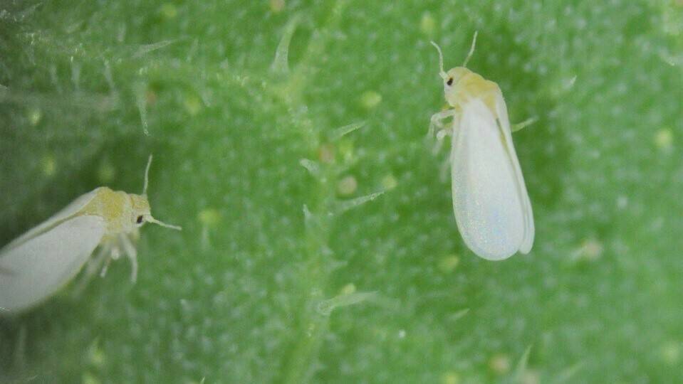 Bemisia tabaci|ladybug-1486347_960_720|plant-louse-1624047_960_720|pests-289524_960_720|logo